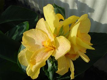 Canna 'Evolution'